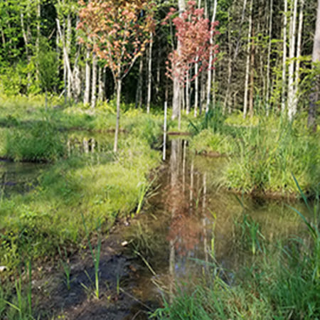 Wetlands landscape