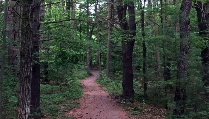 Hayes Nature Park trail